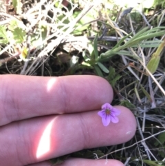 Erodium brachycarpum (Heronsbill) at Fadden, ACT - 27 Sep 2021 by Tapirlord