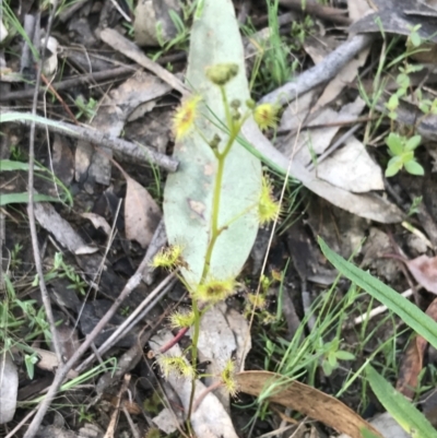 Drosera gunniana (Pale Sundew) at Farrer, ACT - 26 Sep 2021 by Tapirlord