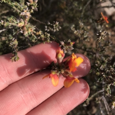 Dillwynia sericea (Egg And Bacon Peas) at Farrer Ridge - 26 Sep 2021 by Tapirlord