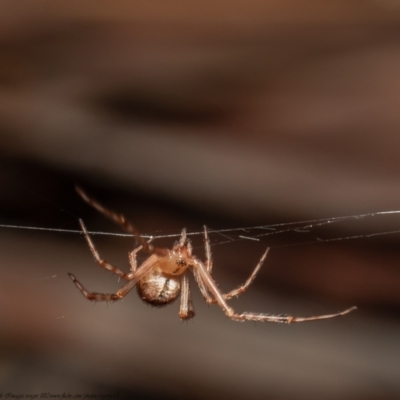 Theridiidae (family) (Comb-footed spider) at Downer, ACT - 1 Oct 2021 by Roger