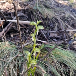 Bunochilus montanus (ACT) = Pterostylis jonesii (NSW) at Cotter River, ACT - suppressed