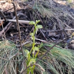 Bunochilus montanus (Montane Leafy Greenhood) at Cotter River, ACT - 14 Sep 2021 by rangerstacey