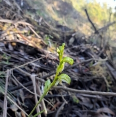 Bunochilus montanus (ACT) = Pterostylis jonesii (NSW) at Cotter River, ACT - 15 Sep 2021