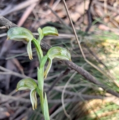 Bunochilus montanus (ACT) = Pterostylis jonesii (NSW) at Cotter River, ACT - suppressed