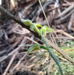 Bunochilus montanus (ACT) = Pterostylis jonesii (NSW) at Cotter River, ACT - suppressed