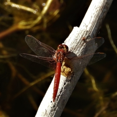 Diplacodes haematodes at Cranbrook, QLD - 19 May 2019 by TerryS