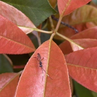 Ichneumonidae (family) (Unidentified ichneumon wasp) at Jerrabomberra, NSW - 2 Oct 2021 by SteveBorkowskis