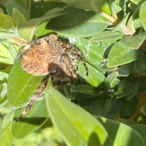 Socca pustulosa at Jerrabomberra, NSW - suppressed