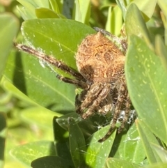 Socca pustulosa at Jerrabomberra, NSW - suppressed