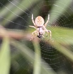 Araneinae (subfamily) (Orb weaver) at Jerrabomberra, NSW - 1 Oct 2021 by Steve_Bok