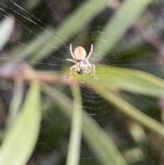 Araneinae (subfamily) at Jerrabomberra, NSW - 2 Oct 2021