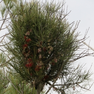 Amyema pendula subsp. pendula (Drooping Mistletoe) at Woodstock Nature Reserve - 1 Oct 2021 by Christine