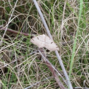 Dissomorphia australiaria at Holt, ACT - 1 Oct 2021