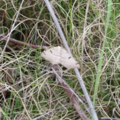Dissomorphia australiaria (Dashed Geometrid, Ennominae) at Holt, ACT - 1 Oct 2021 by Christine
