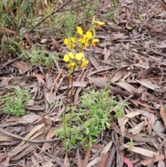 Diuris nigromontana (Black Mountain Leopard Orchid) - 1 Jan 1900 by jpittock