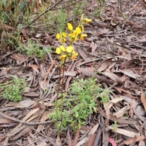 Diuris nigromontana at O'Connor, ACT - 2 Oct 2021