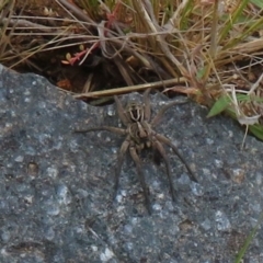 Tasmanicosa sp. (genus) (Unidentified Tasmanicosa wolf spider) at Coree, ACT - 1 Oct 2021 by Christine