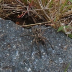 Tasmanicosa sp. (genus) (Tasmanicosa wolf spider) at Coree, ACT - 1 Oct 2021 by Christine