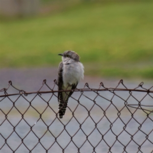 Cacomantis pallidus at Majura, ACT - 2 Oct 2021