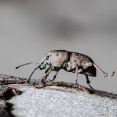 Polyphrades paganus (A weevil) at Molonglo Valley, ACT - 1 Oct 2021 by Roger