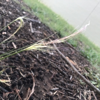 Austrostipa scabra (Corkscrew Grass, Slender Speargrass) at Flea Bog Flat to Emu Creek Corridor - 1 Oct 2021 by Dora