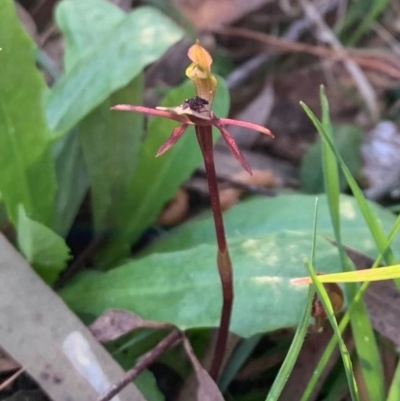 Chiloglottis formicifera (Ant Orchid) at Penrose, NSW - 19 Sep 2021 by NigeHartley
