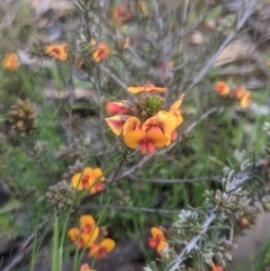 Dillwynia sp. at Lake George, NSW - 1 Oct 2021