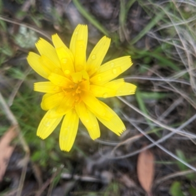 Microseris walteri (Yam Daisy, Murnong) at Lake George, NSW - 1 Oct 2021 by MPennay