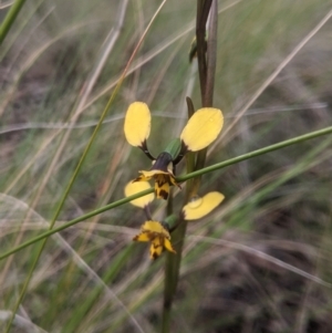 Diuris pardina at Lake George, NSW - 1 Oct 2021