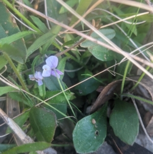 Viola sp. at Lake George, NSW - 27 Sep 2021 05:27 PM