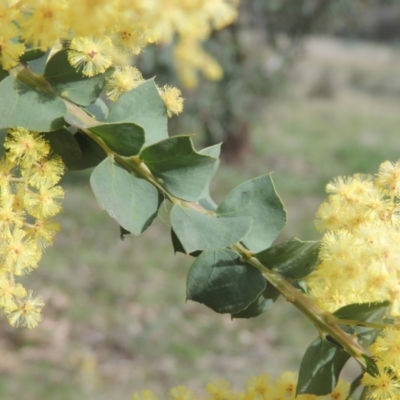 Acacia pravissima (Wedge-leaved Wattle, Ovens Wattle) at Conder, ACT - 17 Sep 2021 by MichaelBedingfield