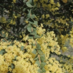 Acacia pravissima at Conder, ACT - 17 Sep 2021