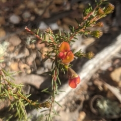 Dillwynia phylicoides (A Parrot-pea) at Lake George, NSW - 27 Sep 2021 by MPennay