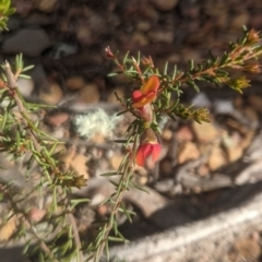 Dillwynia phylicoides at Lake George, NSW - 27 Sep 2021 04:12 PM