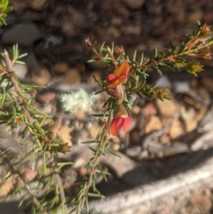 Dillwynia phylicoides at Lake George, NSW - 27 Sep 2021