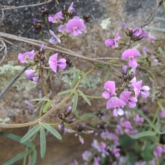 Glycine clandestina (Twining Glycine) at Tuggeranong Hill - 17 Sep 2021 by michaelb