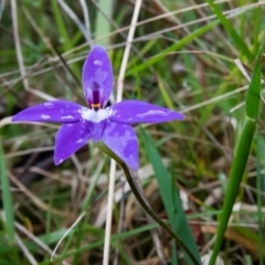 Glossodia major (Wax Lip Orchid) at Penrose, NSW - 2 Oct 2021 by NigeHartley