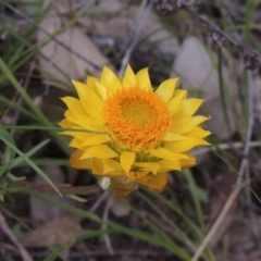 Xerochrysum viscosum (Sticky Everlasting) at Tuggeranong Hill - 17 Sep 2021 by michaelb