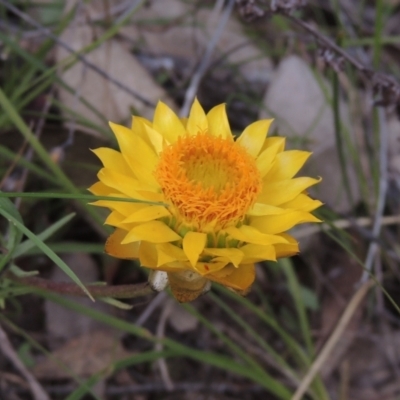 Xerochrysum viscosum (Sticky Everlasting) at Tuggeranong Hill - 17 Sep 2021 by michaelb