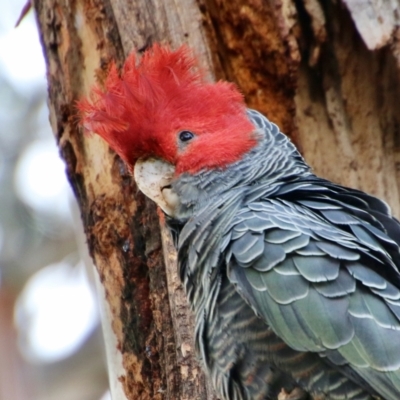 Callocephalon fimbriatum (Gang-gang Cockatoo) at Hughes, ACT - 2 Oct 2021 by LisaH