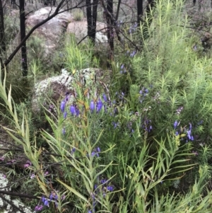 Stypandra glauca at Tennent, ACT - 2 Oct 2021 07:28 AM