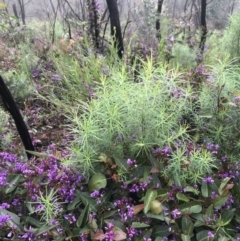Hardenbergia violacea (False Sarsaparilla) at Tennent, ACT - 2 Oct 2021 by BrianH