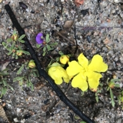 Hibbertia obtusifolia (Grey Guinea-flower) at Tennent, ACT - 1 Oct 2021 by BrianH