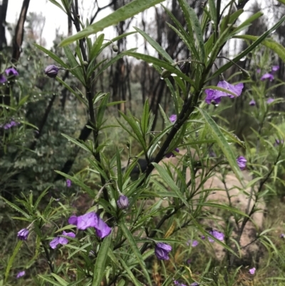 Solanum linearifolium (Kangaroo Apple) at Tennent, ACT - 2 Oct 2021 by BrianH