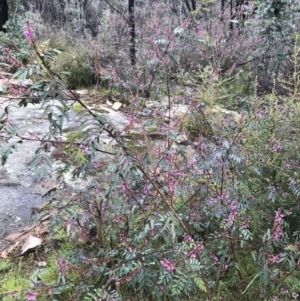 Indigofera australis subsp. australis at Tennent, ACT - 2 Oct 2021