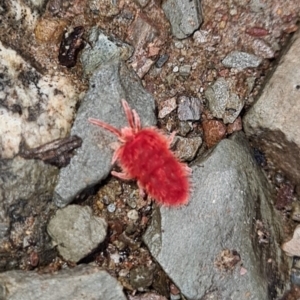 Trombidiidae (family) at Kowen, ACT - 1 Oct 2021