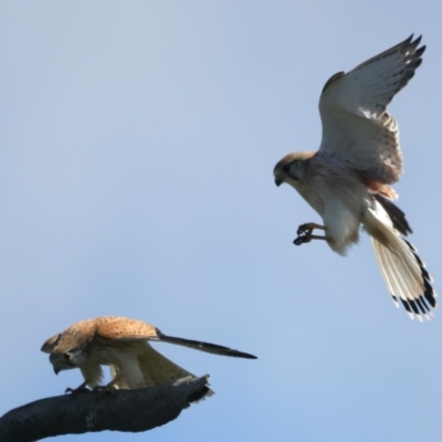 Falco cenchroides (Nankeen Kestrel) at Throsby, ACT - 1 Oct 2021 by jb2602