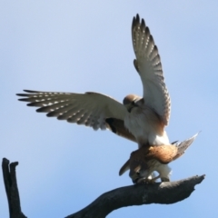 Falco cenchroides at Throsby, ACT - 1 Oct 2021