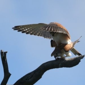 Falco cenchroides at Throsby, ACT - 1 Oct 2021