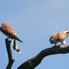 Falco cenchroides at Throsby, ACT - 1 Oct 2021